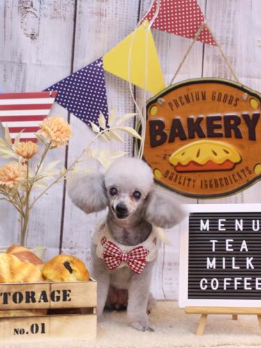 20240925サージュちゃん